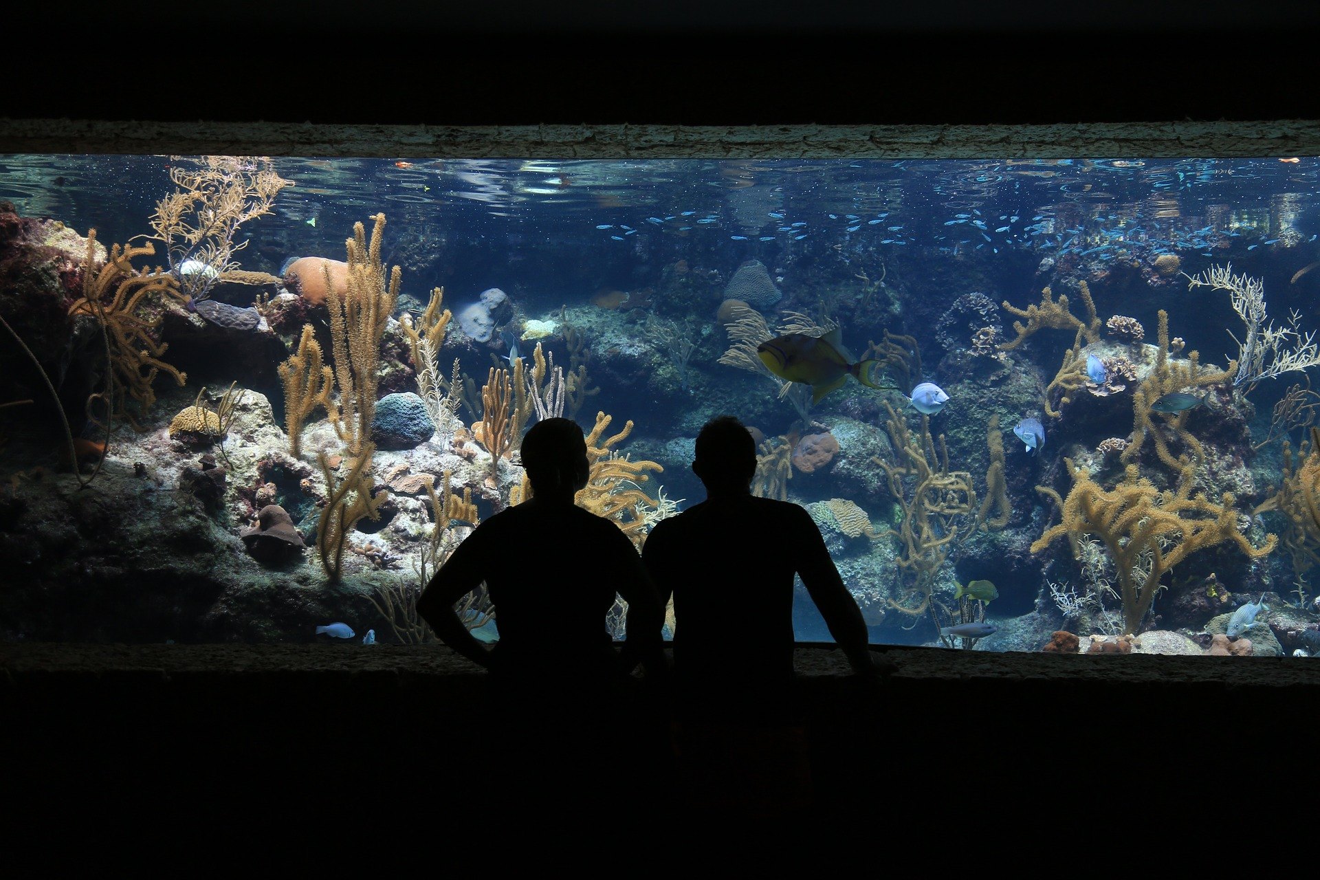 Die Anordnung des Aquariums muss die ästhetischen, technischen und funktionalen Aspekte berücksichtigen. Es kann in einer Vielzahl von Stilen hergestellt werden.