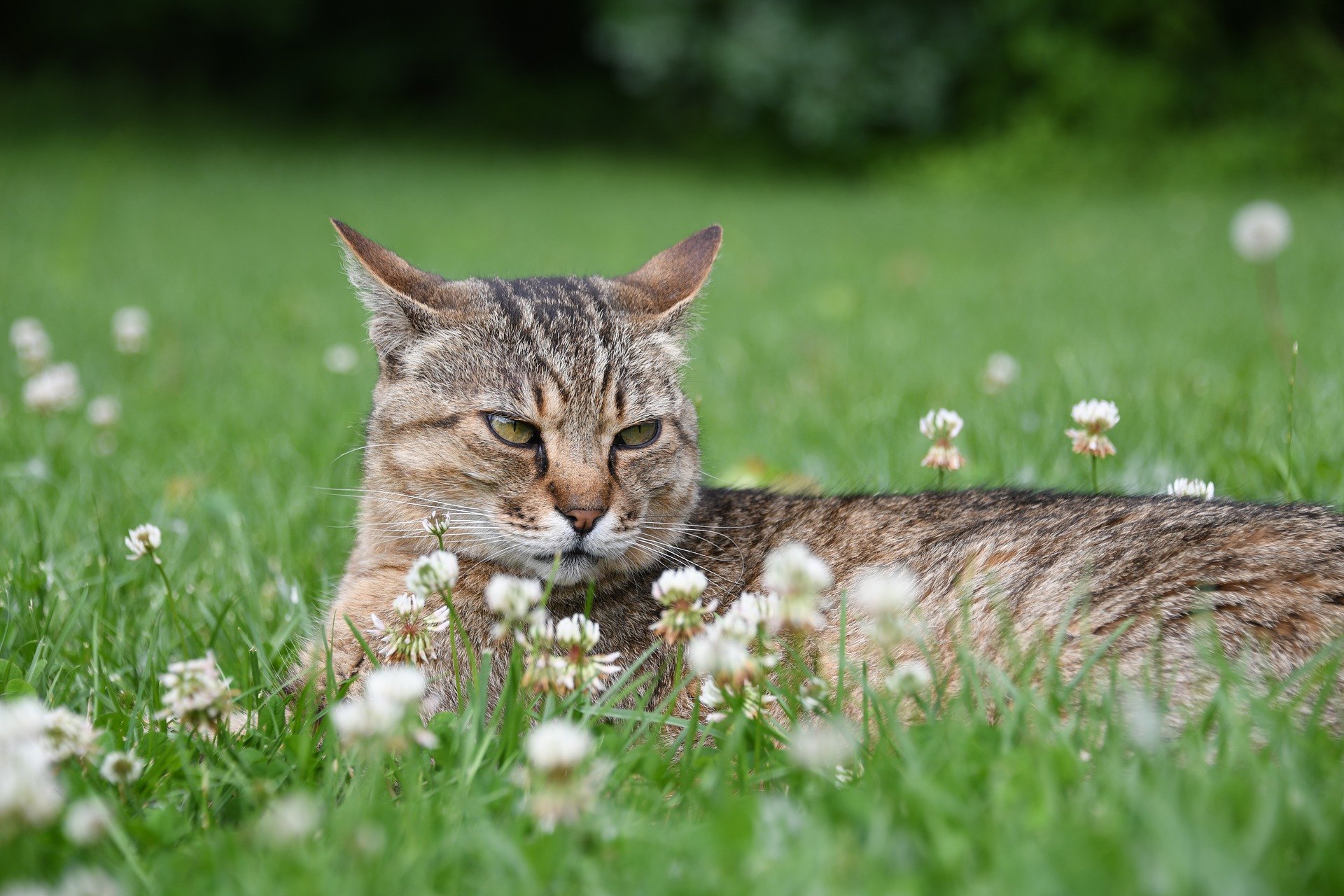 Eine aggressive Katze ist ein echtes Problem. Wenn Sie Hilfe bei der Linderung von schlechtem Verhalten benötigen, sollten Sie einen Tierarzt oder Behavioristen aufsuchen.