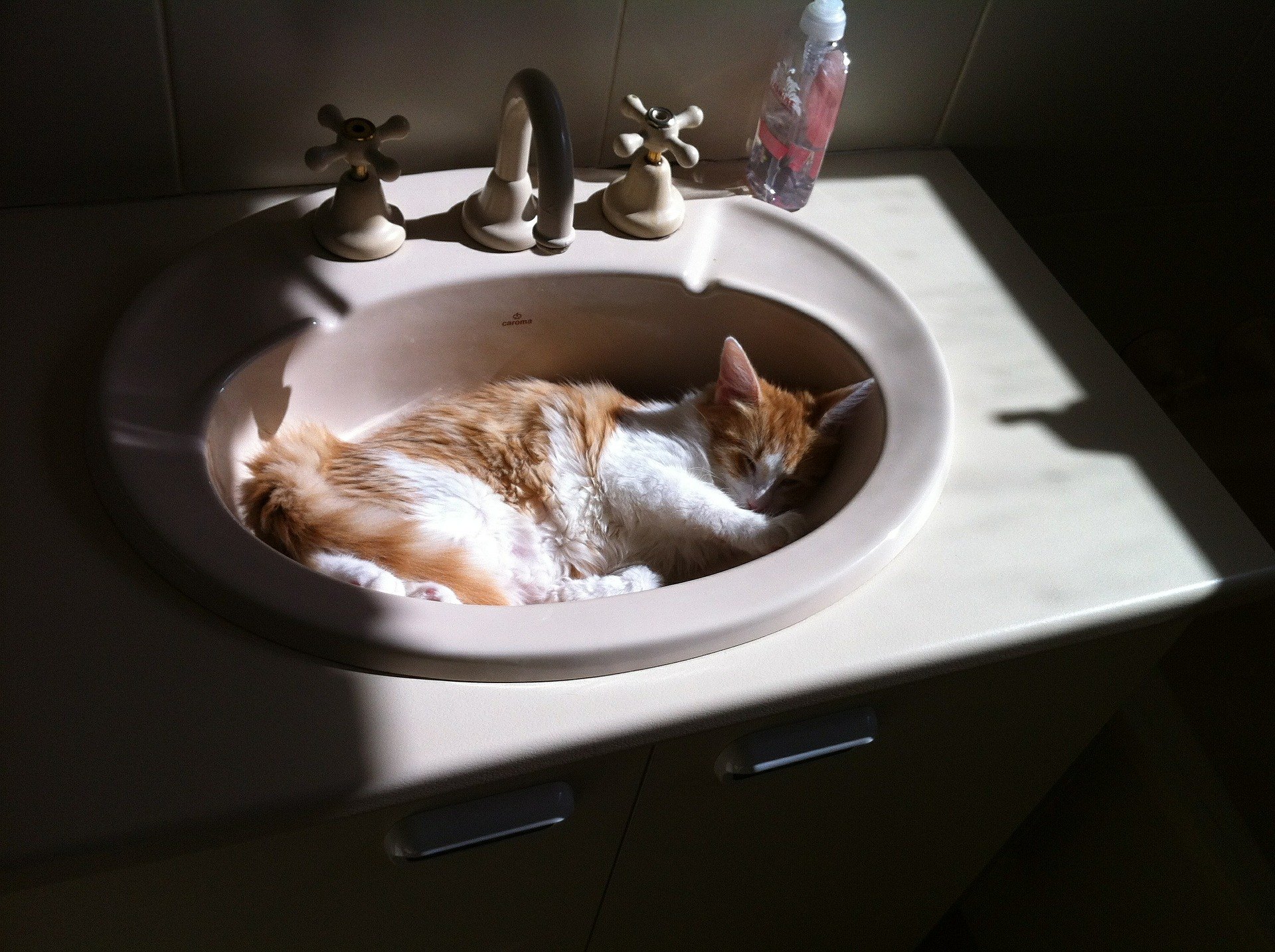 Das Baden einer Katze ist möglich, aber nicht immer notwendig. Diese Tiere können sich perfekt selbst um die Hygiene kümmern