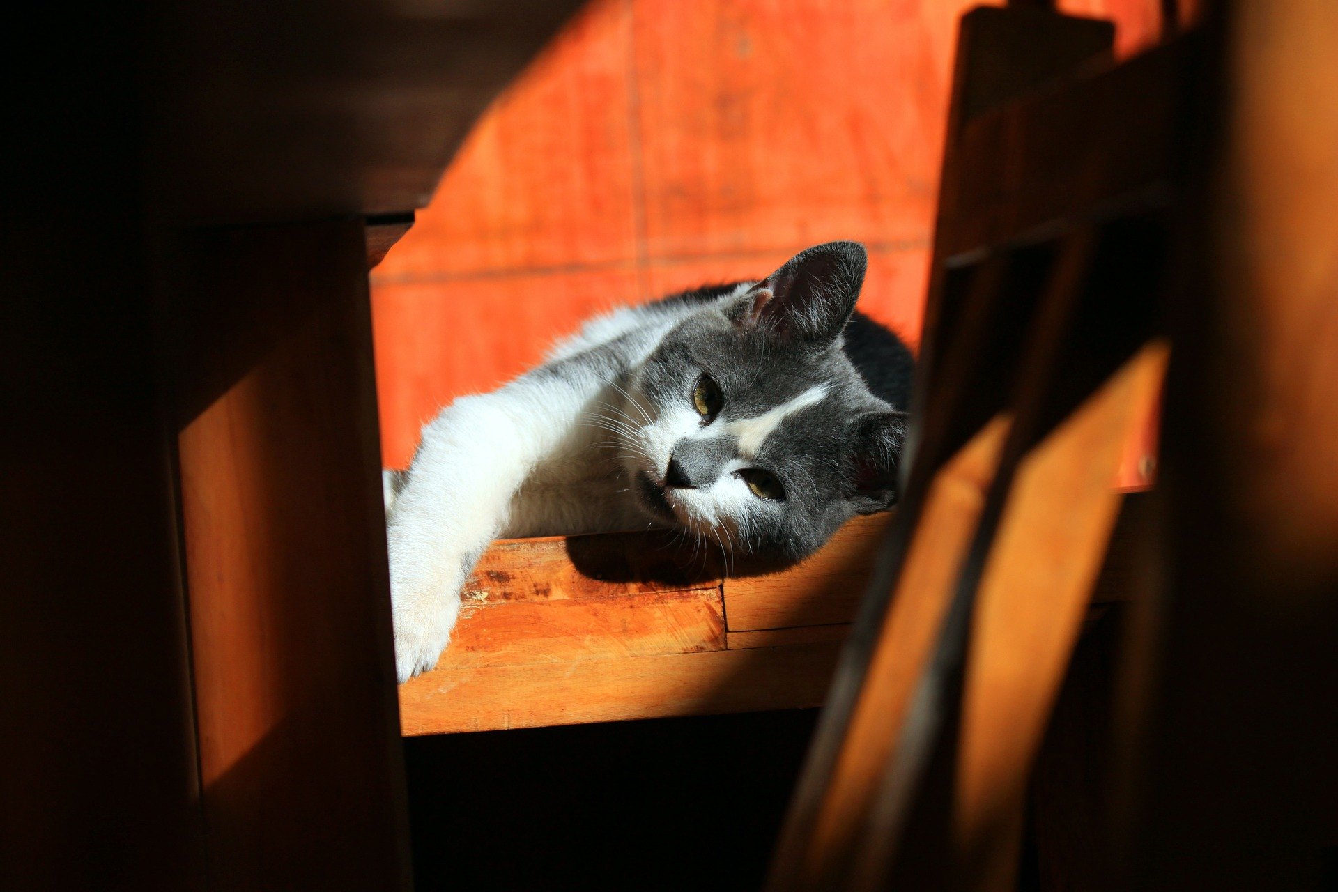 Wenn sich eine Katze weigert zu fressen, stellen Sie sicher, dass sie keine gesundheitlichen oder emotionalen Probleme hat.