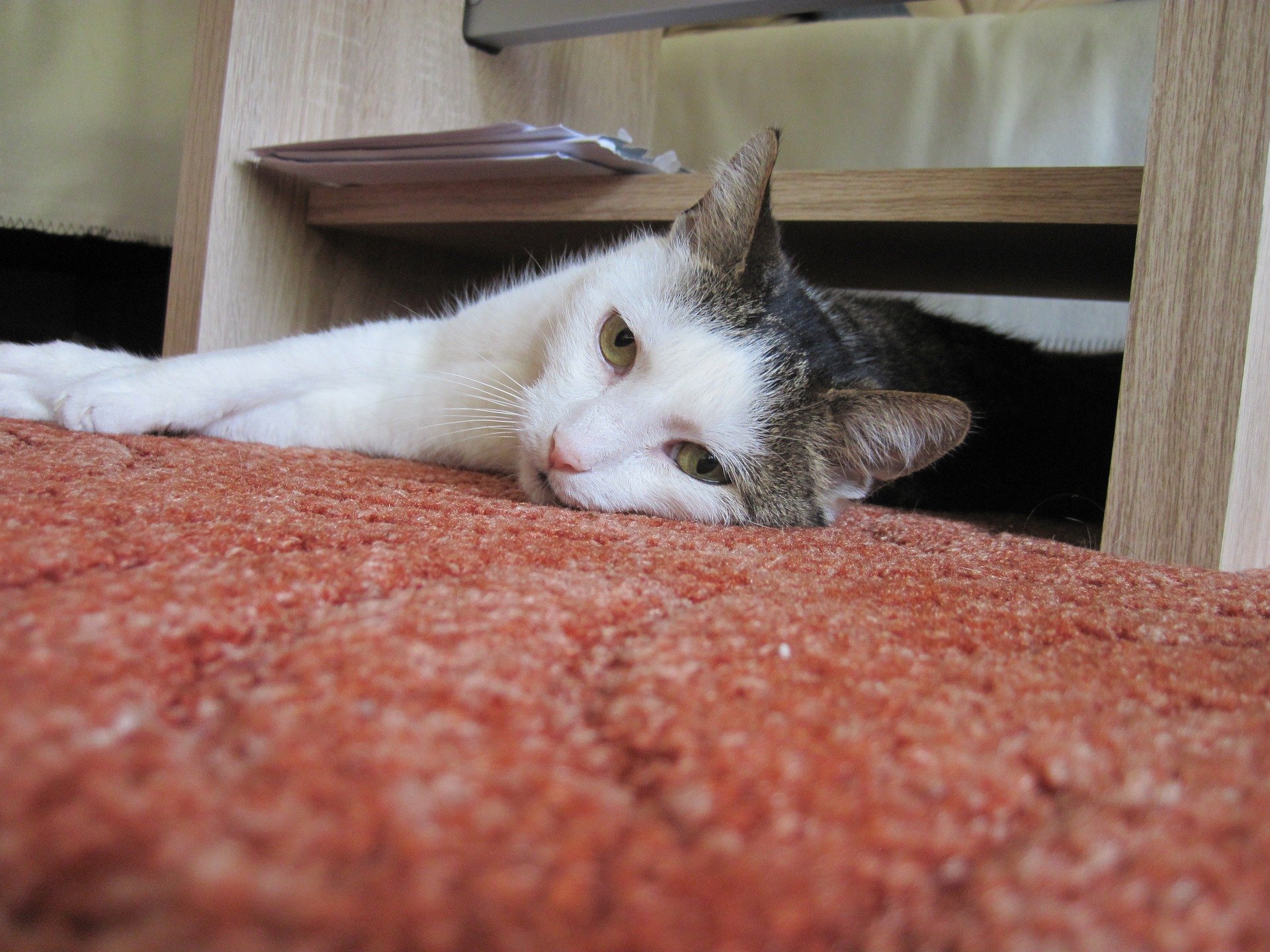 Appetitlosigkeit bei Katzen gefährdet ihre Gesundheit. Auch kurzfristiges Fasten führt zu Leberschäden.