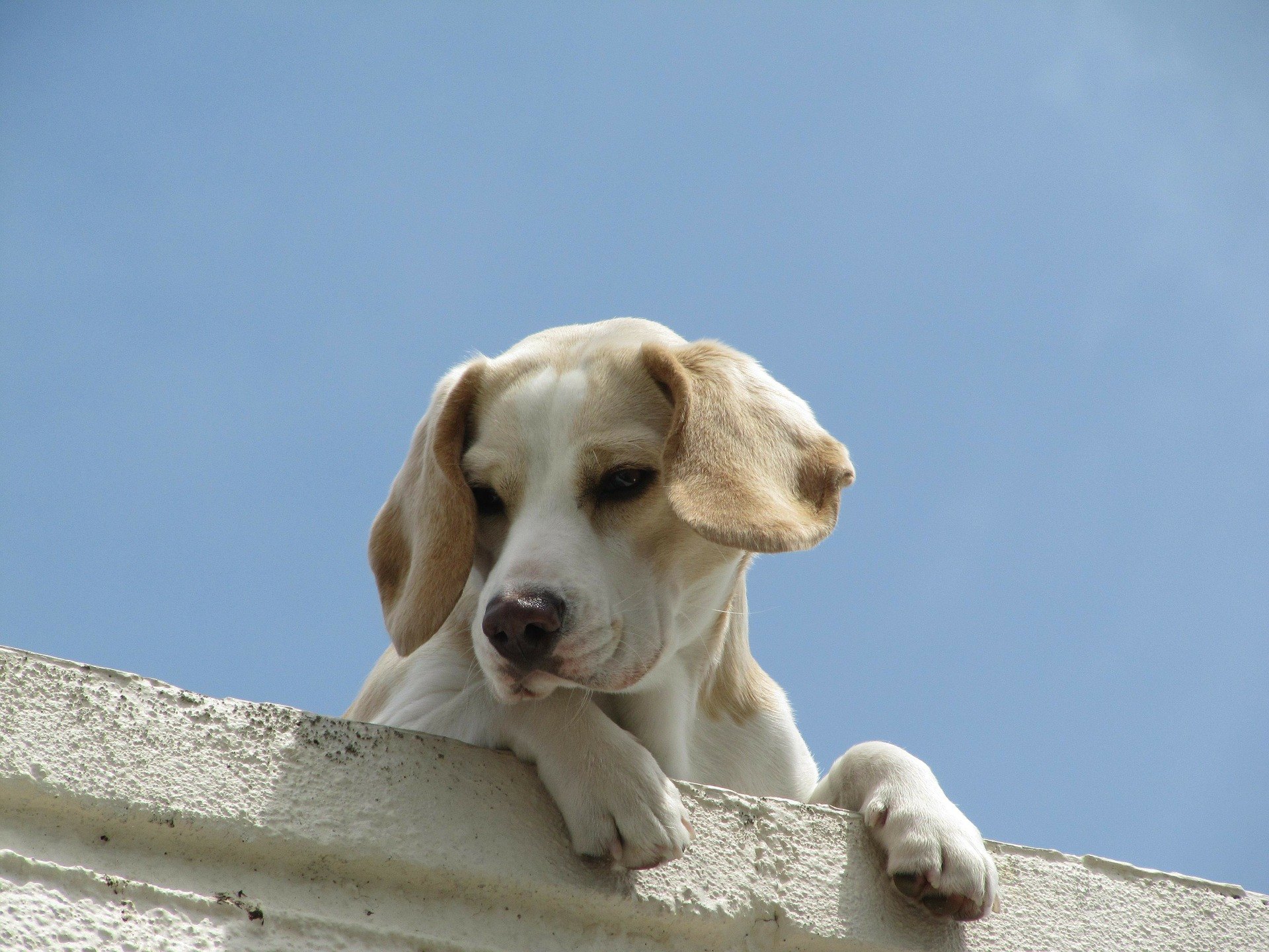 Der Husten eines Hundes ist oft ein Symptom für eine Krankheit, kann aber auch auf Reizstoffe der Atemwege zurückzuführen sein.