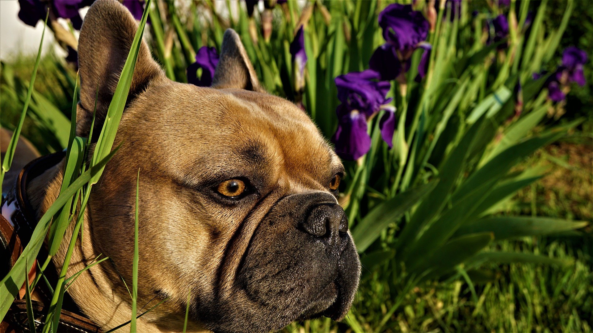 Ein von einer Mücke gebissener Hund kann Dermatitis entwickeln. Er ist auch dem Risiko von Infektionskrankheiten ausgesetzt, die von Insekten übertragen werden.