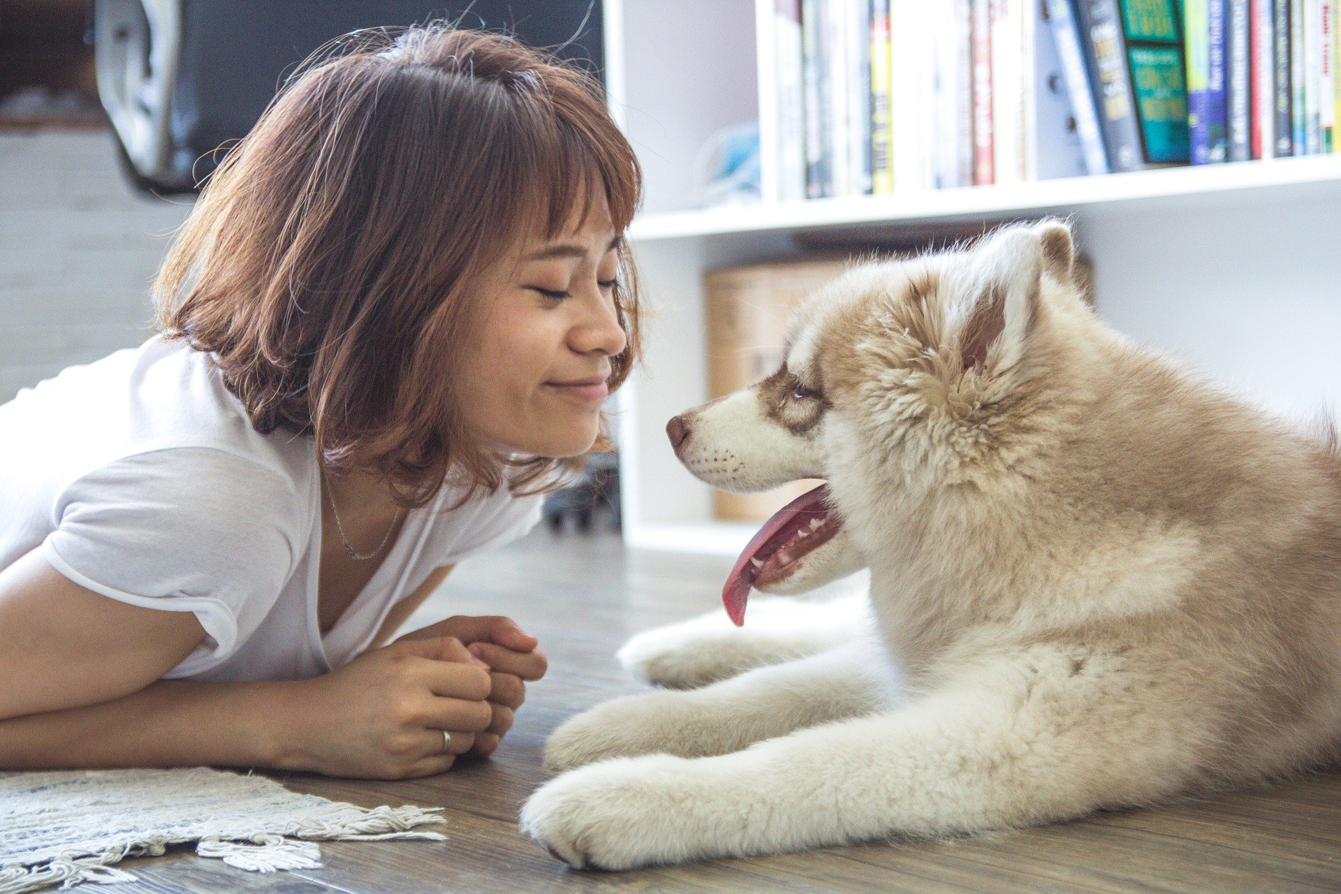 Das Spiel mit einem Hund sollte sowohl physische als auch intellektuelle Elemente enthalten.