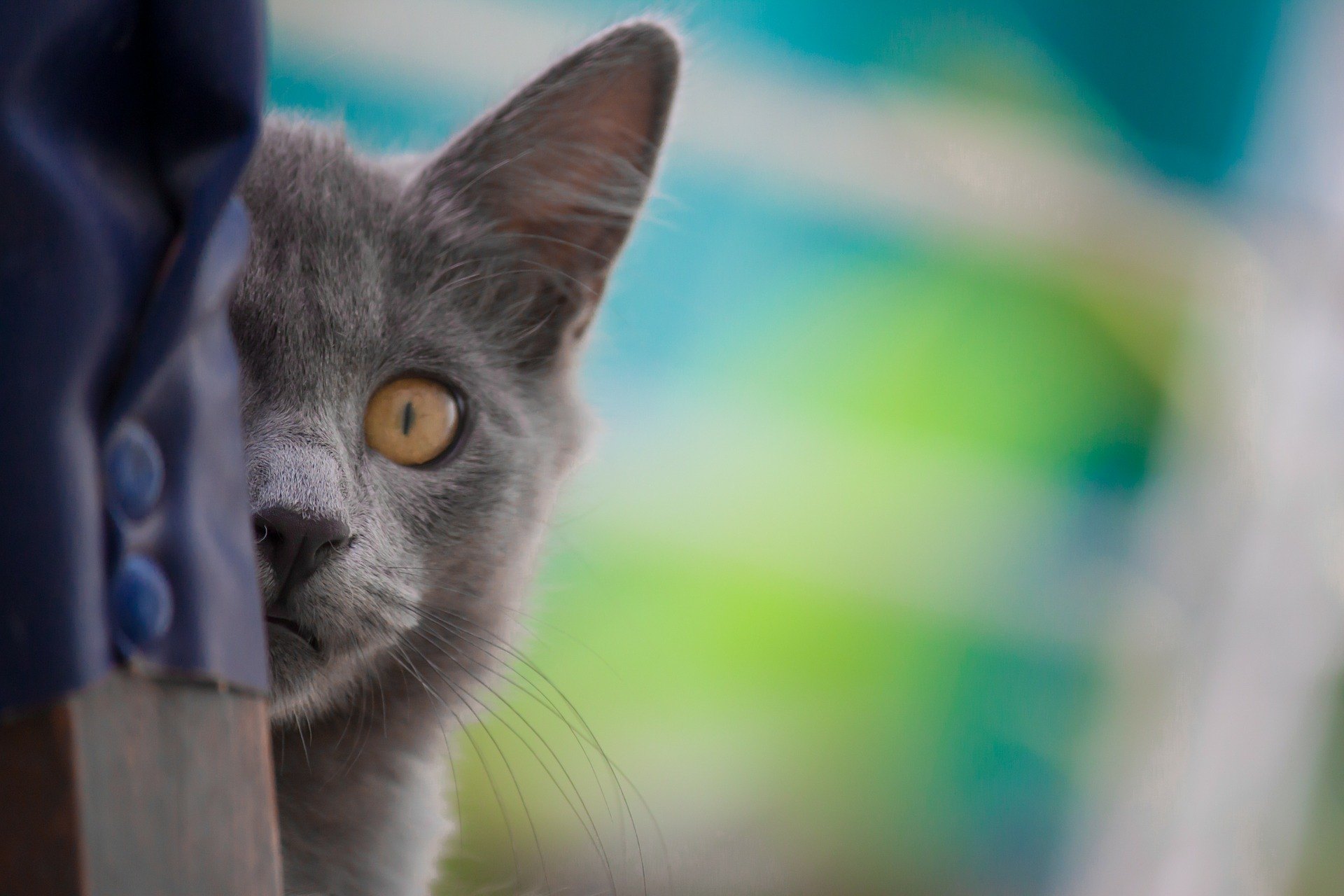 Blasenentzündung bei Hauskatzen wurde aufgrund von Ernährungsfehlern und abnehmendem Bewegungsaufwand als Zivilisationskrankheit angesehen.