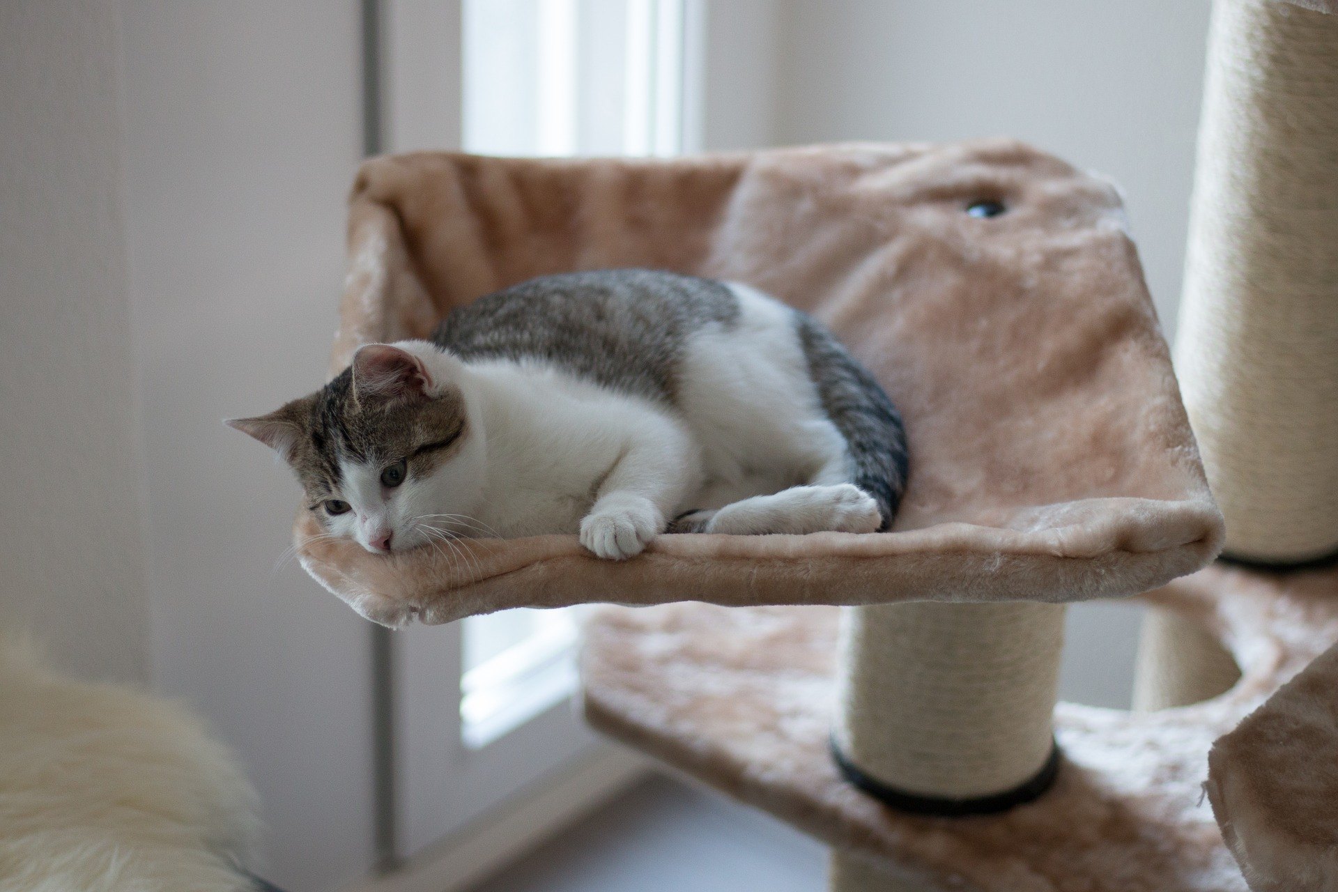 Eine Hängematte für eine Katze ist eine der am besten geeigneten Ideen für ein Versteck, da sie viele Katzenbedürfnisse erfüllt.