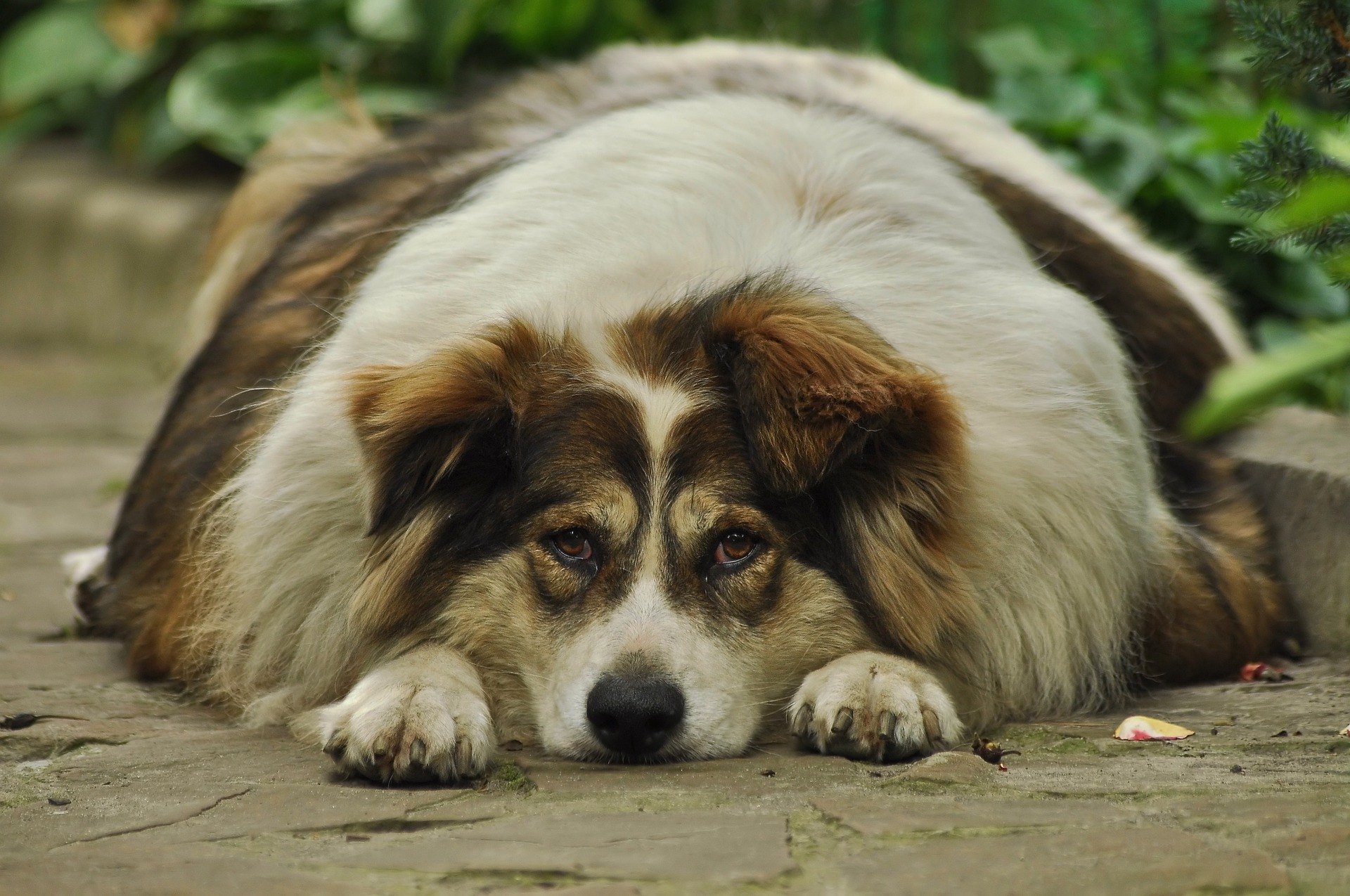 Wie können Sie Ihren Hund schlank machen? Am besten wenden Sie sich an Ihren Tierarzt, um eine Antwort auf diese Frage zu erhalten. Sie benötigen Diät und Bewegung.