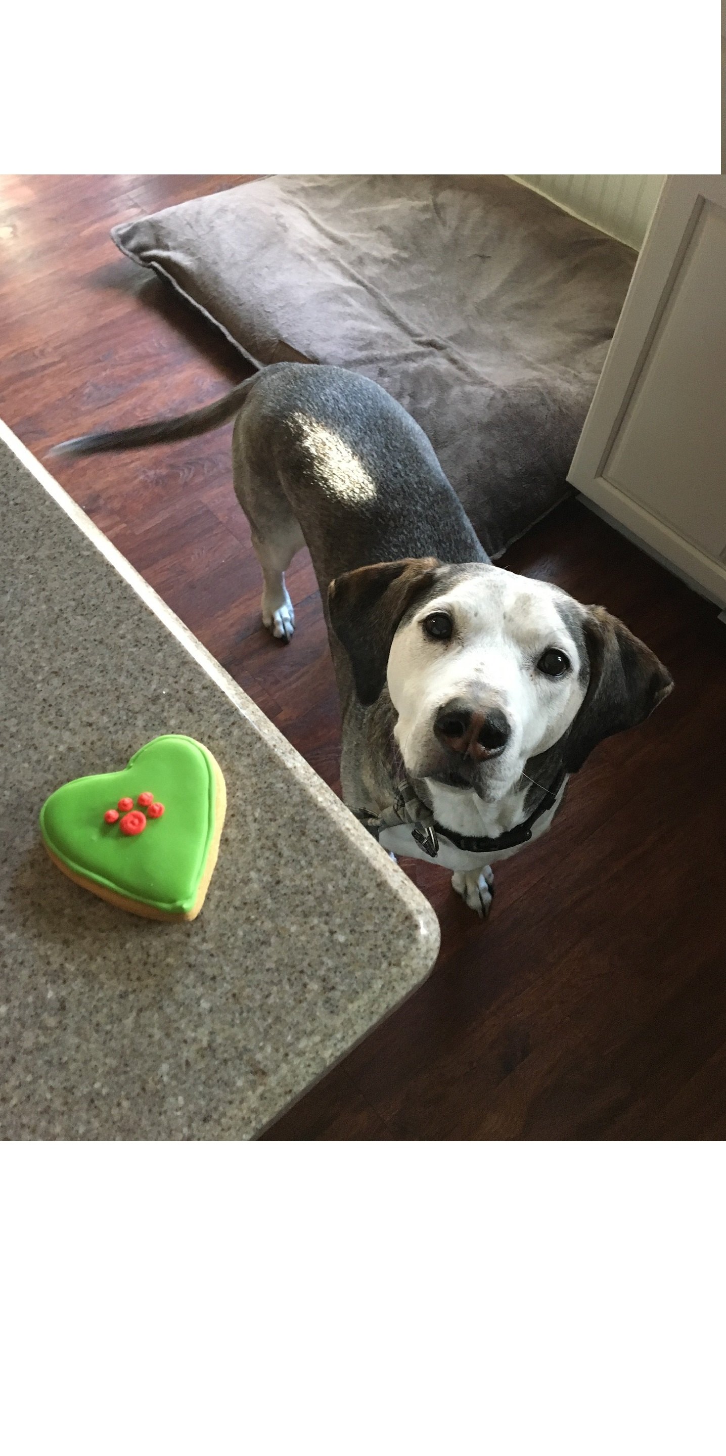 Ein Hundekuchen verleiht dem Geburtstag Ihres Haustieres Glanz. Es ist eine Möglichkeit, Zuneigung zu zeigen und Spaß zu haben.
