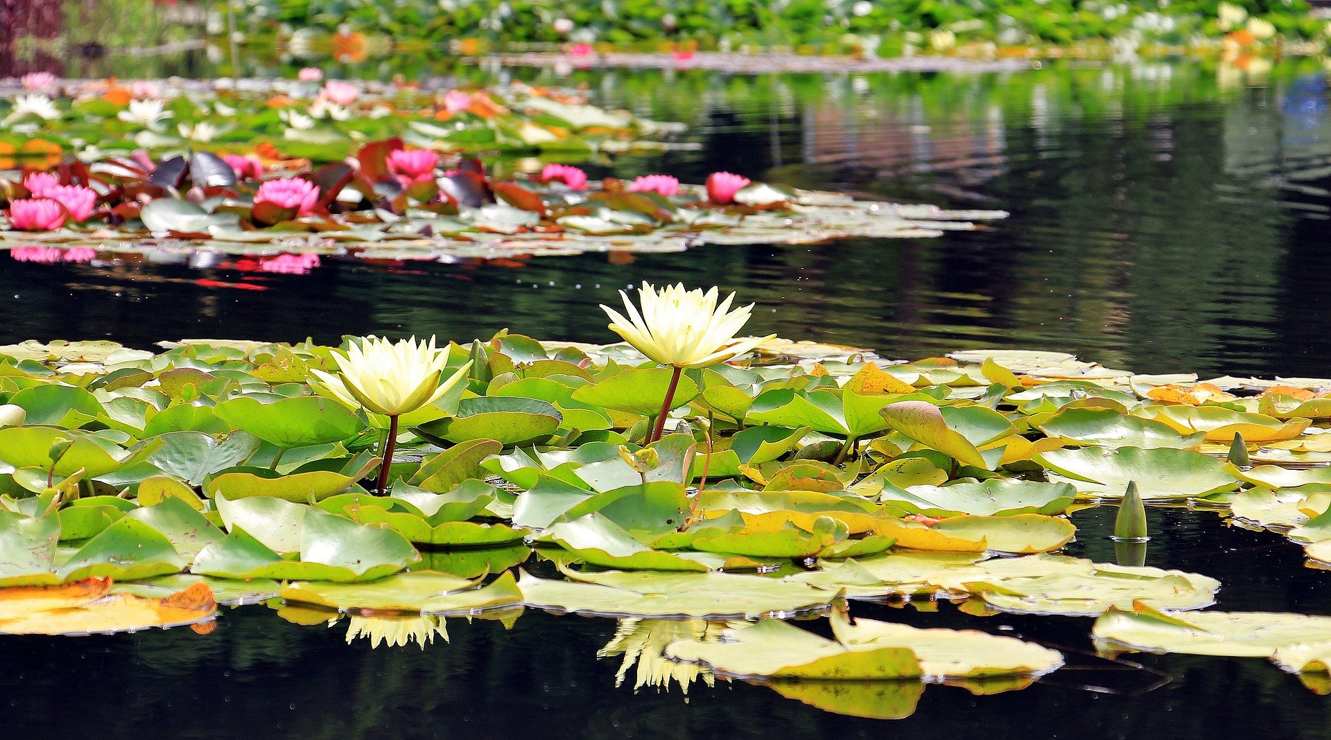 Pflanzen für einen Teich erhöhen seine Attraktivität. Viele von ihnen verbessern den Wasserzustand im Gartenteich.