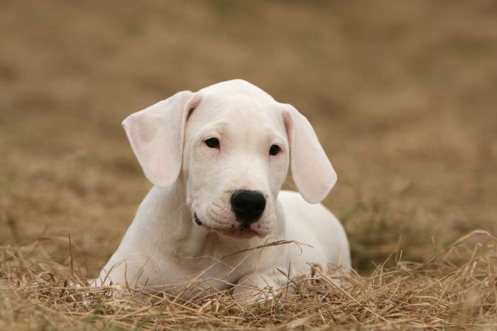 Argentinischer Hundewelpe.