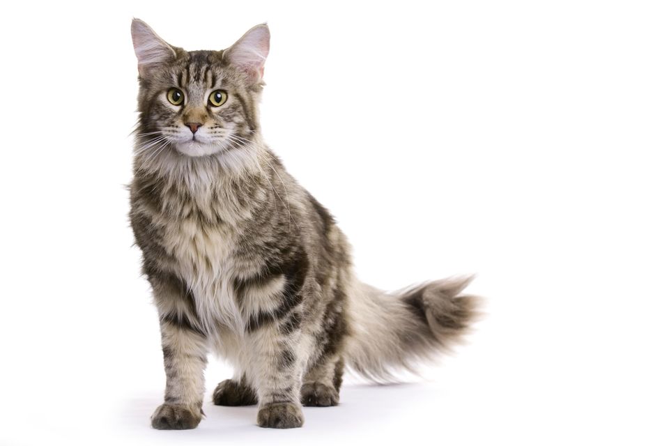 Der junge Maine Coon hat sehr dickes, flauschiges Haar und große ovale Augen.