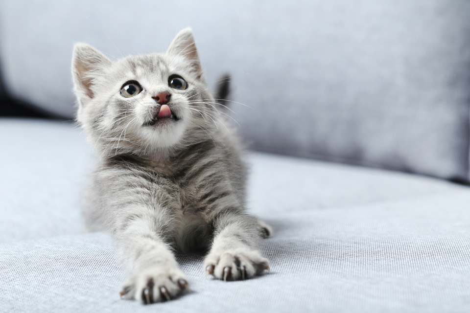 Die Katzentoilette für Kätzchen muss nicht sehr groß sein, aber es muss berücksichtigt werden, dass die Katze schnell herauswächst und Sie eine neue, größere Katzentoilette kaufen sollten.