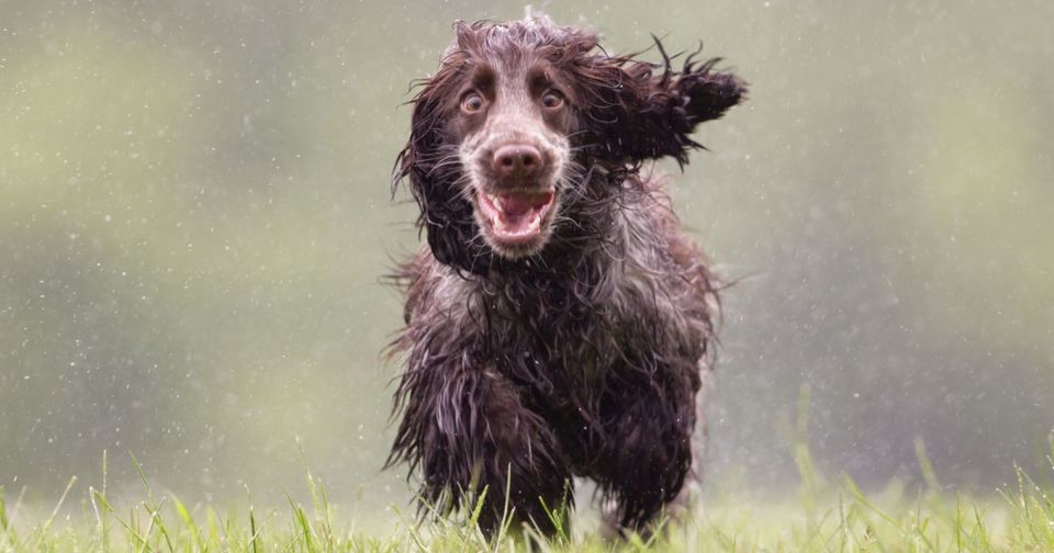 Der nasse Hund läuft freudig. Jagdhunde lieben Wasser und spielen gerne darin.