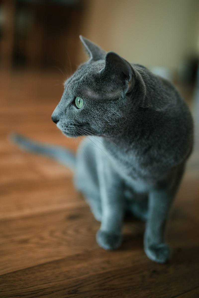 Russische Frauen im Profil haben eine gerade Nase und ein Lächeln im Gesicht. Russische blaue Katzen sind eine natürliche Rasse, die von den Lebensbedingungen geprägt ist.