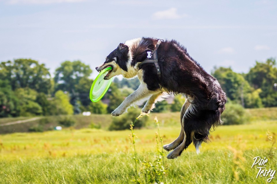 Der Hund badet den Teller im Flug
