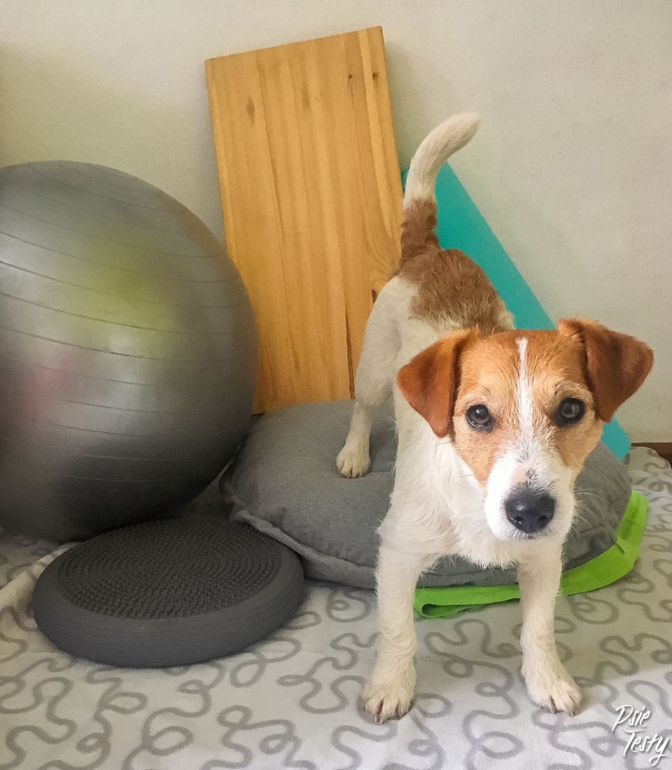 Hund auf seinem Bett mit einem Ball und Spielzeug