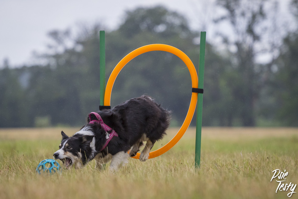 Der Hund springt durch den Reifen