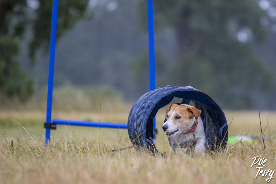 kleiner Hund geht durch den Tunnel