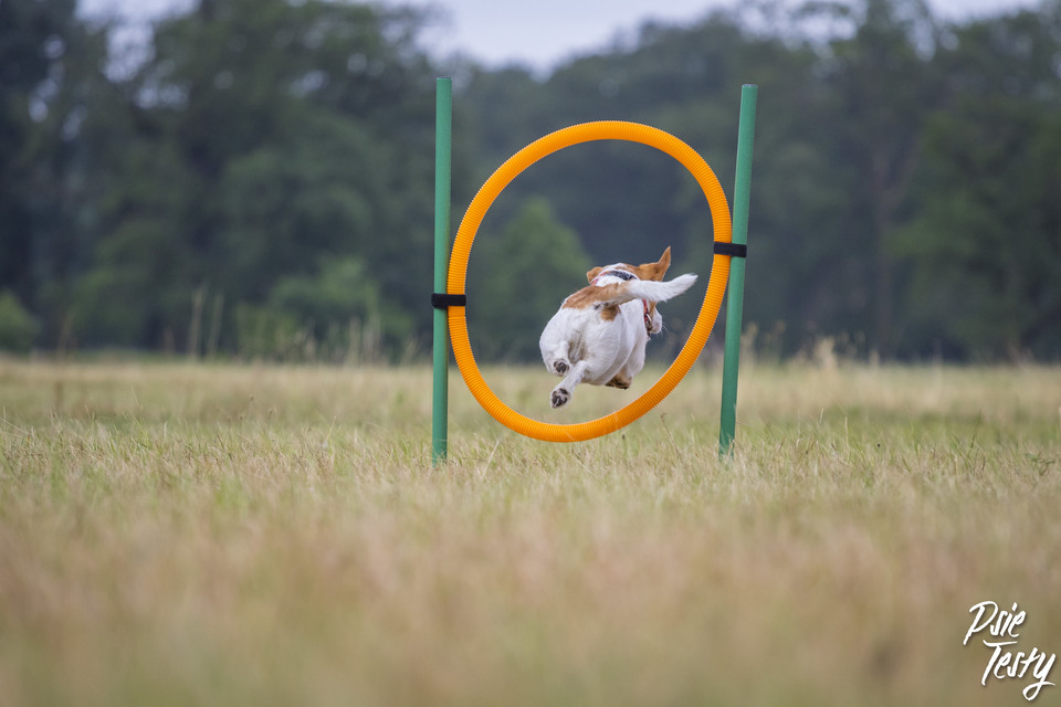 kleiner Hund springt über den Reifen