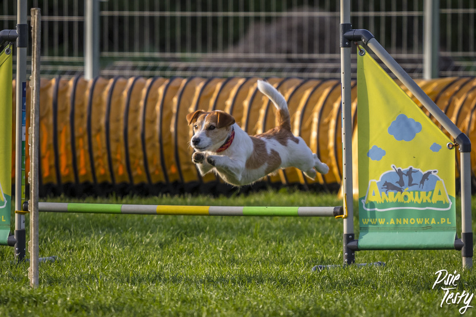Der kleine Hund springt über das Hindernis