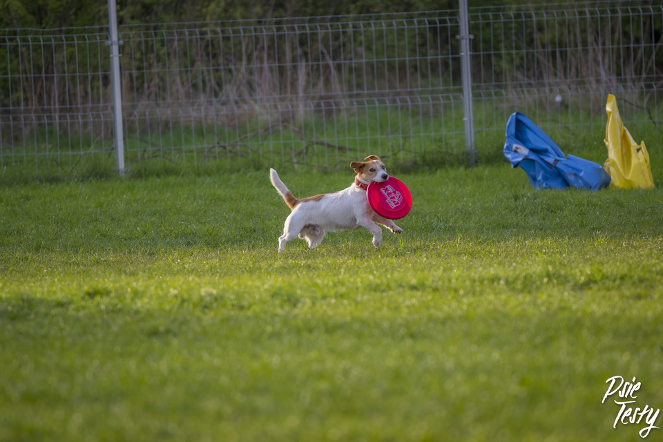 Der Hund rennt mit einem Teller im Maul über die Wiese