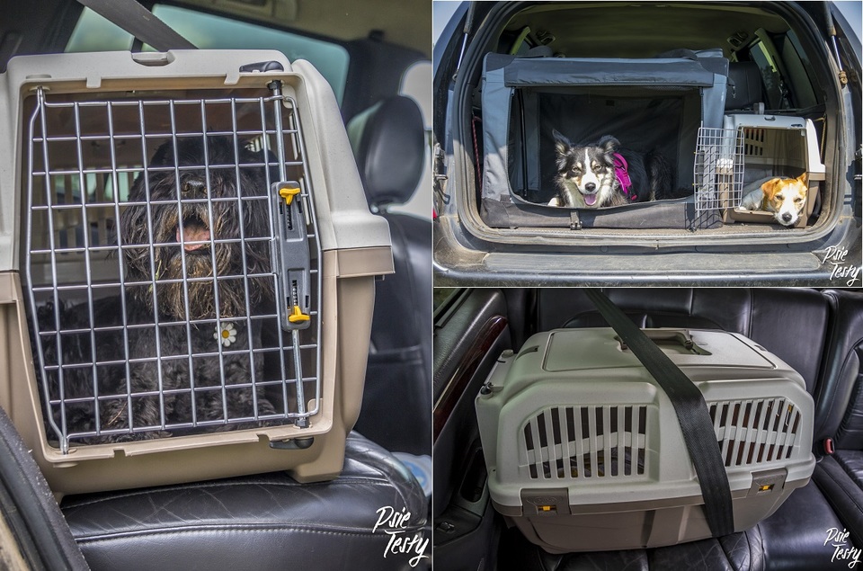 Der Hund sollte in einer Transportbox reisen.