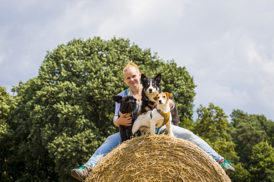 drei Hunde mit einem Wächter auf einem Heuhaufen