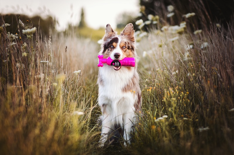 Ein gepflegter Border Collie hat ein Shampoo im Mund.