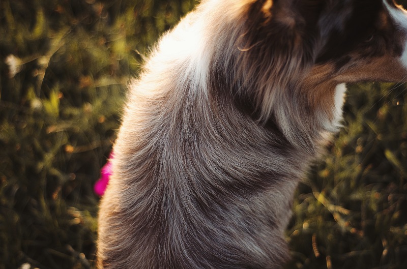 Das gekämmte, gewaschene und genährte Border-Collie-Haar.