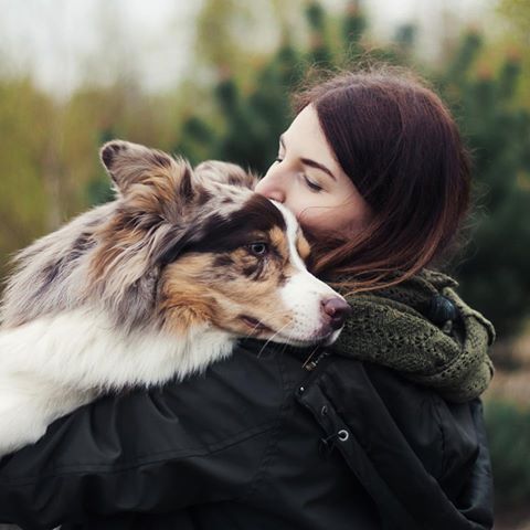 Gebadet und gekämmt kuschelt sich der Border Collie an Sie.