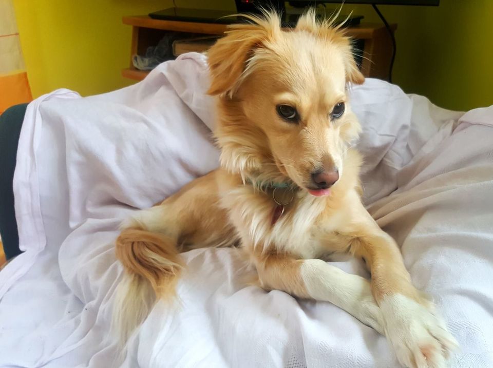 Nach der Adoption ist der Hund in einem liebevollen Zuhause.