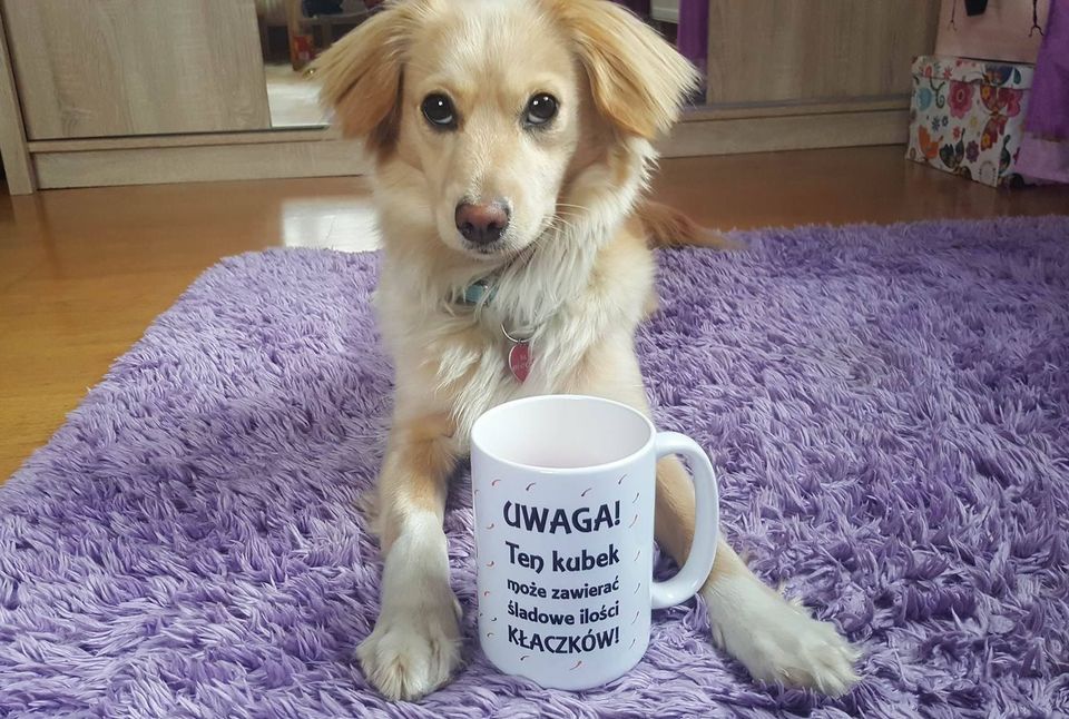 Es lohnt sich, Hunde und andere Haustiere zu adoptieren. Sie alle brauchen Liebe.