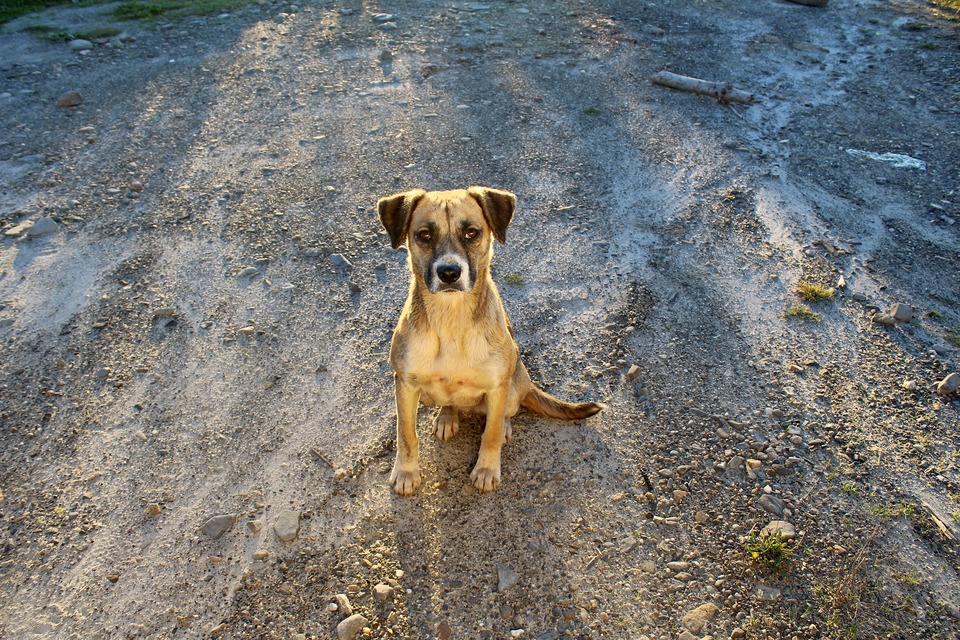 Lesen Sie beim Kauf eines Hundes unbedingt die Chip- und Dokumentanforderungen.