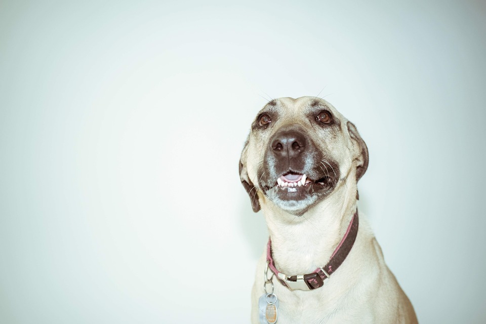 Der Name Happy kann auf die freudige Natur des Hundes verweisen.