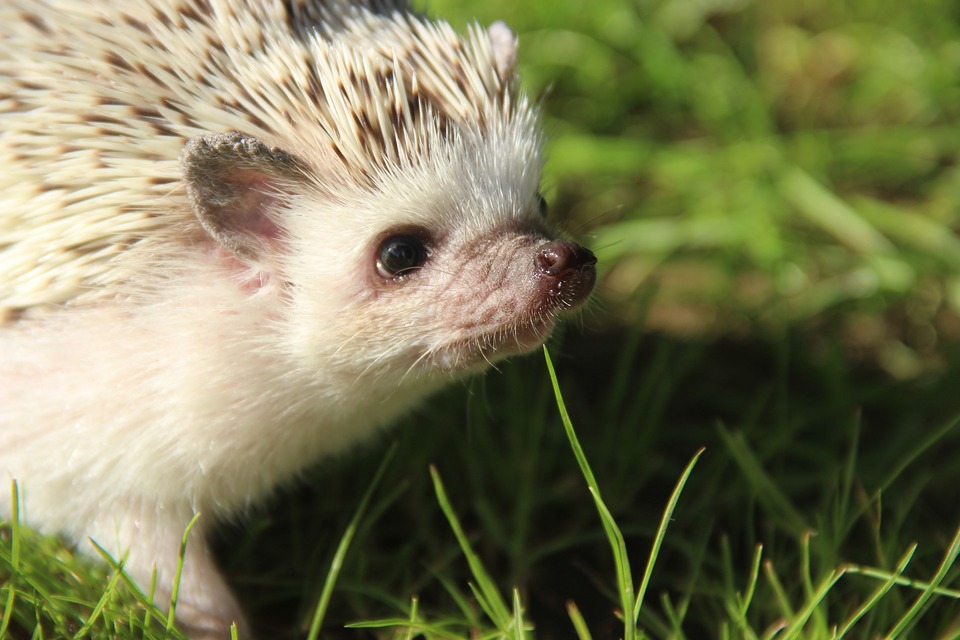 Der afrikanische Igel ist ein neugieriges und spontanes Tier. Es zeichnet sich durch schöne helle Fellfarbe und zweifarbige Stacheln aus.