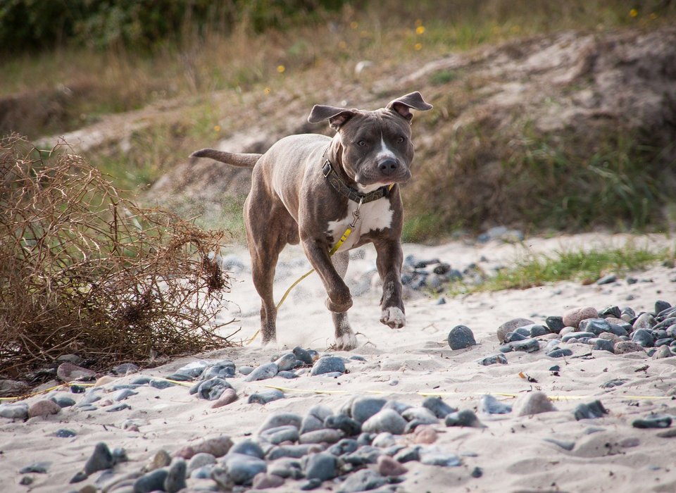 Amstaff ist sehr energisch und treu. Aufgrund seiner starken Bewegungsdranges braucht er jeden Tag sportliche Betätigung und ausgedehnte Spaziergänge.