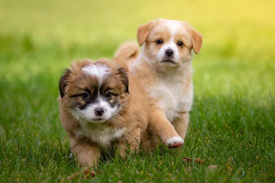 Name für einen Welpen wird für das ganze Leben des Hundes gewählt.