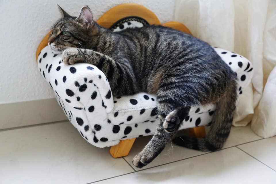 Eine Katze kann durch Spaß und Einführung eines Jagdkurses entspannt werden. Der nächste Schritt - nach Rücksprache mit Ihrem Tierarzt - kann die Verwendung von Anti-Stress-Präparaten für Katzen sein.