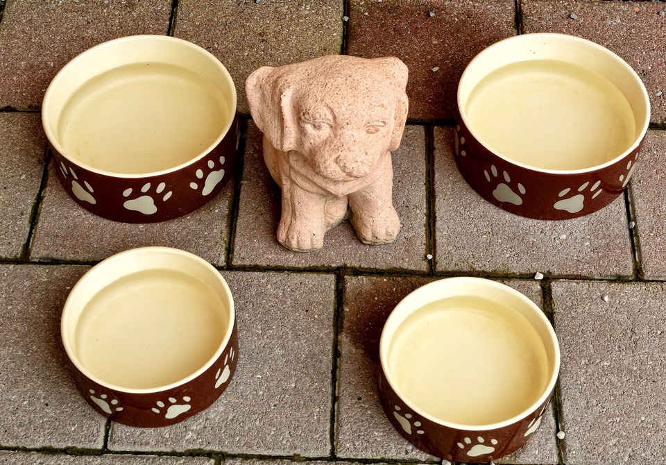 Die Wahl eines Tiernahrungsmittels ist ein wichtiges Thema, mit dem sich jede Pflegekraft auseinandersetzen muss. Womit soll man die Schüssel eines Hundes oder einer Katze füllen?