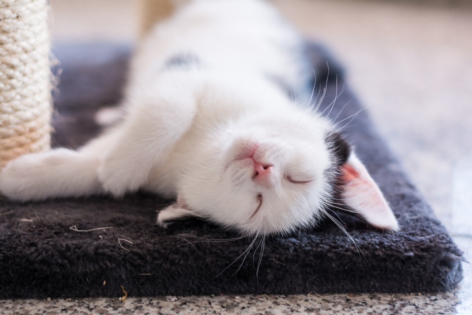 Katzen leben im Durchschnitt zwischen 12 und 20 Jahren, obwohl einzelne Rassen dieser Tiere - abhängig von genetischen Merkmalen, äußeren Bedingungen und Ernährung - eine andere durchschnittliche Überlebenszeit haben können.