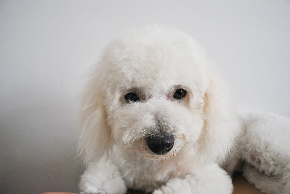 Bichons gelten als allergenarme Hunde, aber sie benötigen viel mehr Zeit für die Pflege ihres Fells - Kämmen und regelmäßiges Baden.