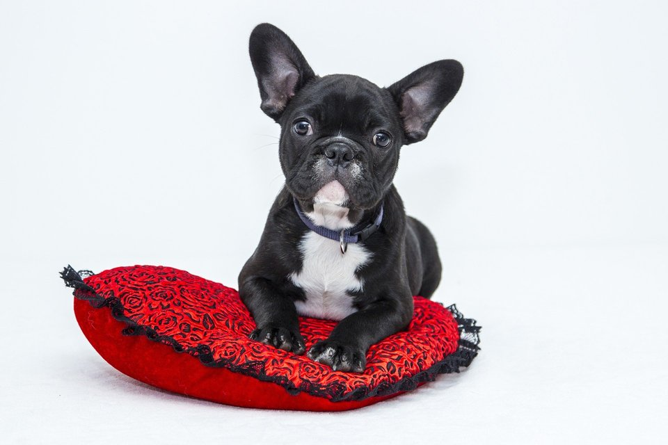Welpen sowie erwachsene Hunde haben zwei Schlafphasen - Tiefschlaf und REM-Schlaf.