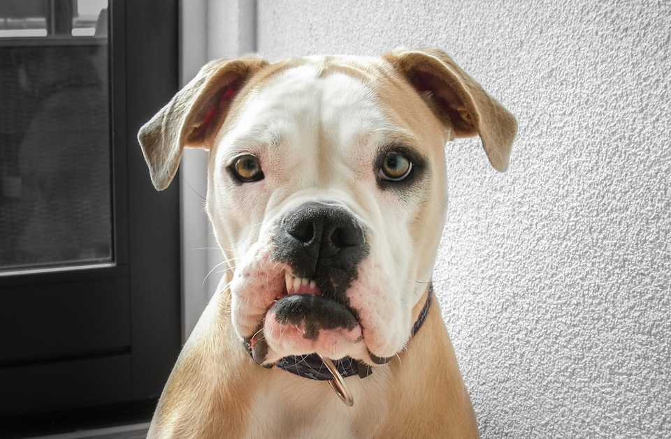 Der Name der Bulldogge kann aufgrund seiner charmanten Ungeschicklichkeit einfach gewählt werden.