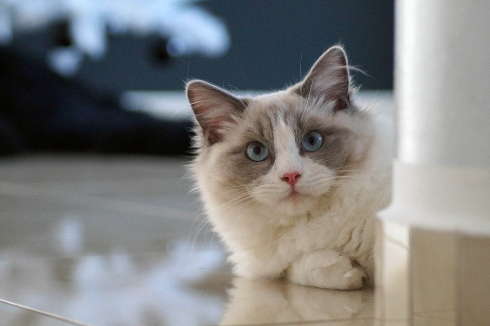 Das dicke Fell der Stoffpuppen sieht wunderschön aus und schützt Katzen sowohl im Winter als auch im Sommer.