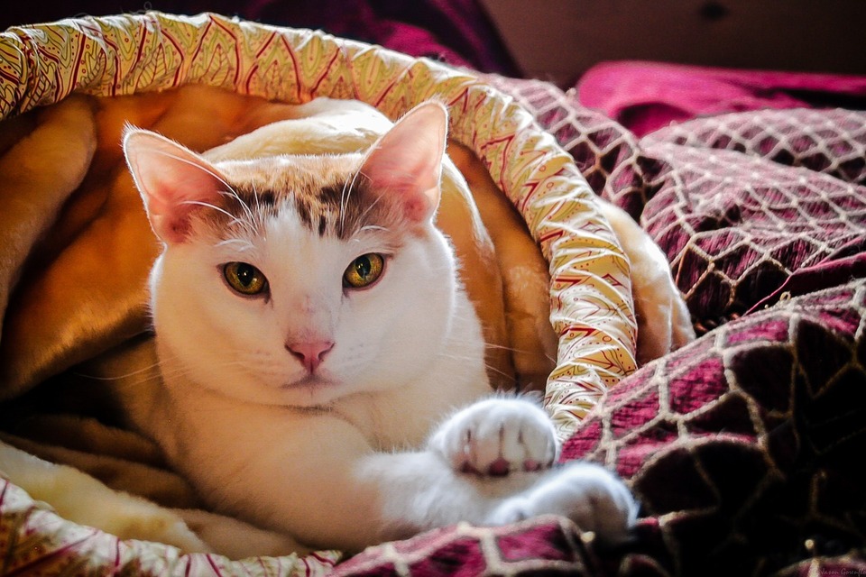 Zecken übertragen viele Krankheiten. Hunde und Katzen, die nach draußen gehen, sollten vor äußeren Parasiten geschützt werden.