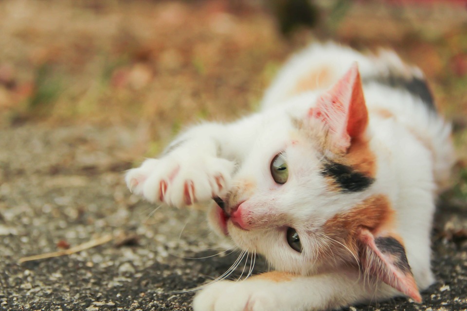 Katzenkrallen wachsen ihr ganzes Leben lang. Alte, stumpfe Krallen fallen ab und werden durch neue ersetzt. Bei transparenten Krallen fällt leicht ein roter Kern auf, der nicht geschnitten werden kann. Bei dunklen oder schwarzen Krallen ist besondere Vorsicht geboten.