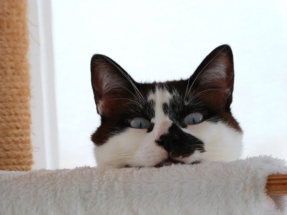 Selbst die bestgezüchtete Katze wird ihren Instinkt nicht los. In vielen Fällen besteht die richtige Vorgehensweise nicht darin, Ihrem Haustier das gewünschte Verhalten beizubringen, sondern den Raum richtig zu organisieren.