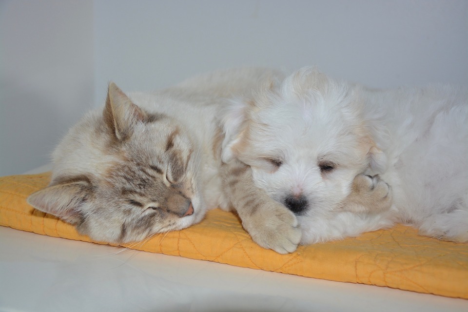 Die Katze und der Hund ruhen zusammen auf der Matte.