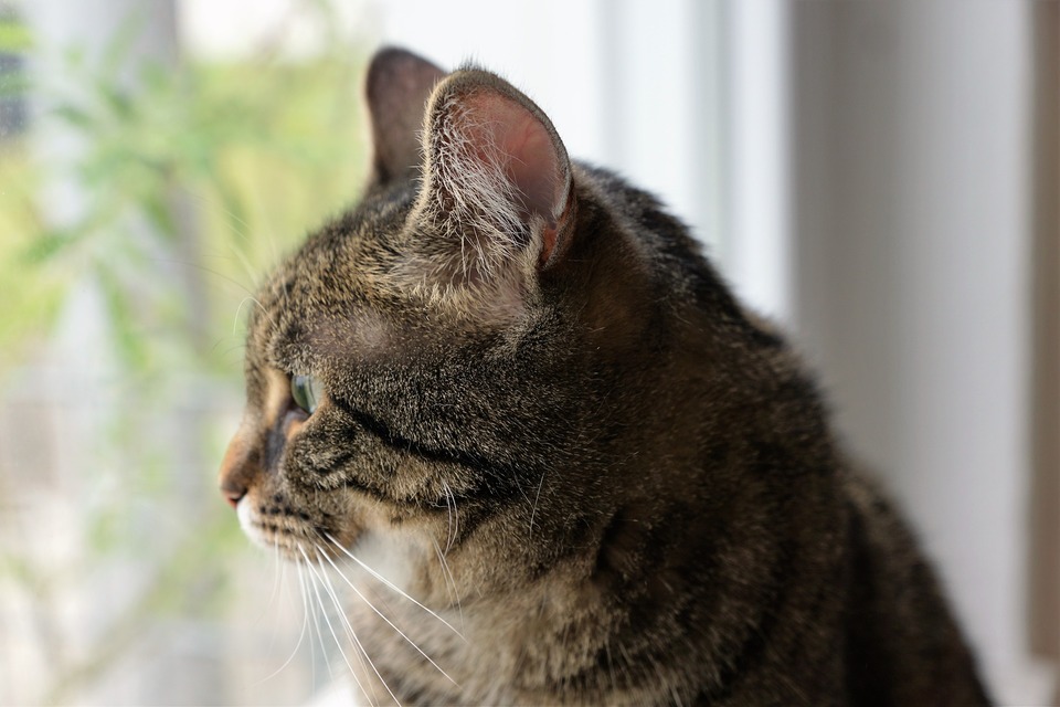 Die häufigsten Ursachen für Stress bei Katzen sind: Umzug, Lärm, Abreise, Reisen, Renovierung, Einsamkeit, Langeweile sowie große Menschenmengen und Krankheiten.