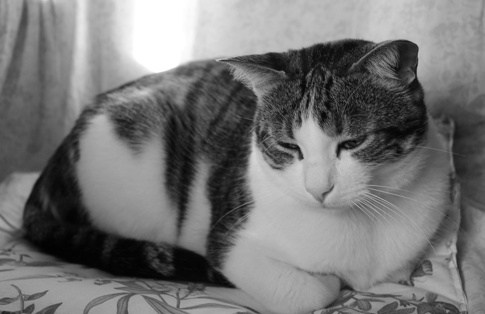 Die Katze sitzt mit hochgezogenen Pfoten. Seine Augen sind leicht geschlossen und sein Kopf ist gesenkt.